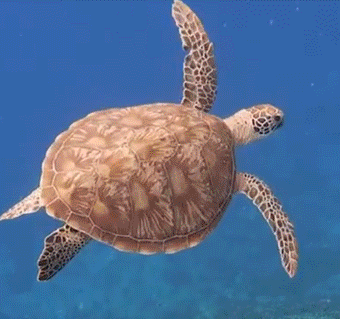 사이판 거북이 호핑투어 스노클링