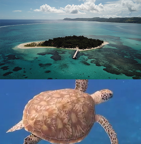 마나가하섬+거북이 호핑투어