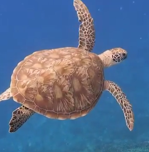 사이판 거북이 호핑투어 스노클링